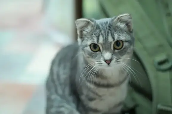 Пропала маленькая кошка в Свердловской области