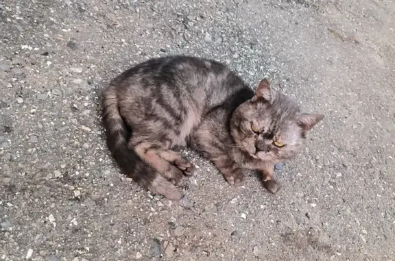 Найден кот в Чебоксарах, ул. Калинина, 1 к1.