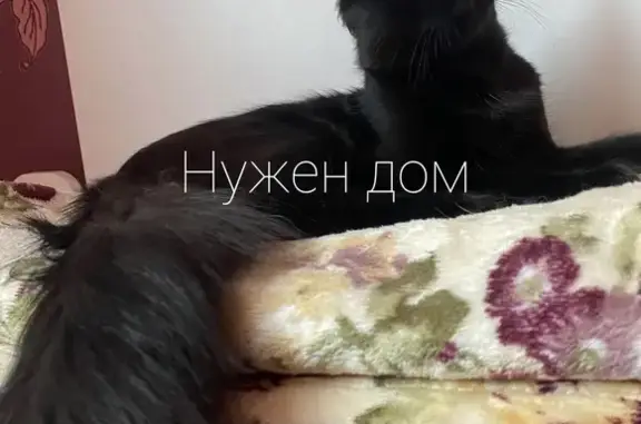 Найден котенок в Ростове-на-Дону!