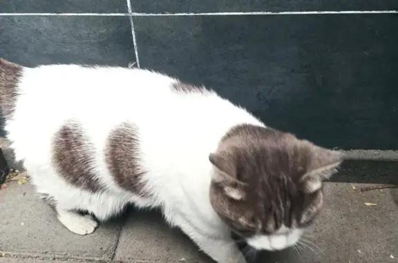Кошка найдена около офиса на улице В. Гольцова, 10 в Тюмени
