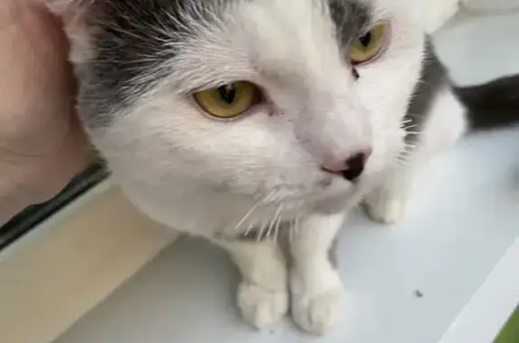 Найден белый кот с серыми пятнами на Маршака, СПб