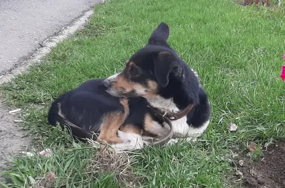 Найдена собака на ул. Беляева, 29 в Барнауле