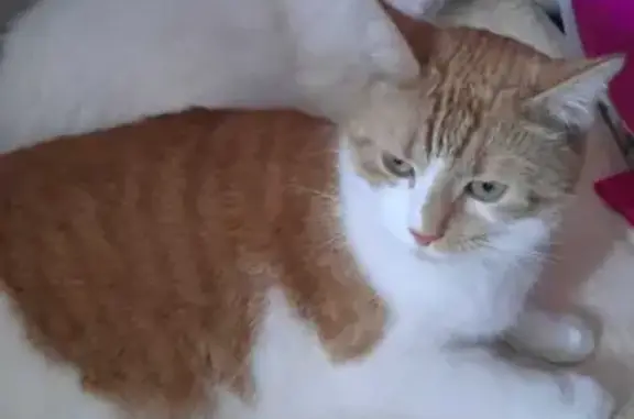 Пропала кошка Мишка в Омске