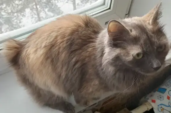 Пропала кошка Жужа на Волгоградской, 17, Юрга