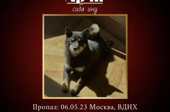 Пропала собака на ВДНХ (северный вход), Москва
