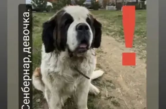 Пропала собака сенбернар в Райсемёновском: 46Н-11244