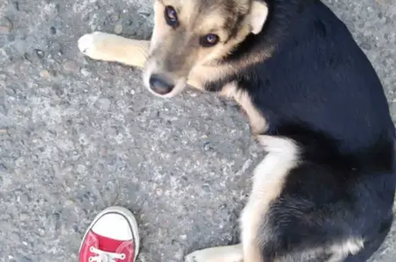 Найдена собака на ул. Ахтубинская, 12А, Нижнекамск