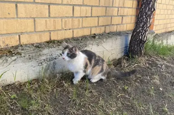 Пропала кошка на Мечникова 19 в Миассе