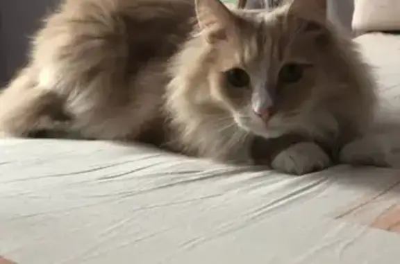 Кошки потеряшки, Киров, фото: Потеряшка кот Сема в районе Мирного, вознаграждение