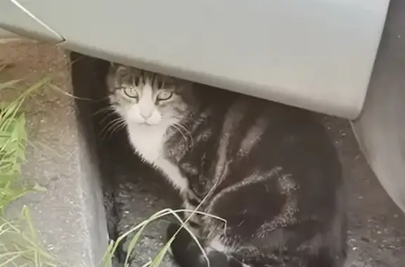 Пропала кошка на Угличской, найдена под машинами