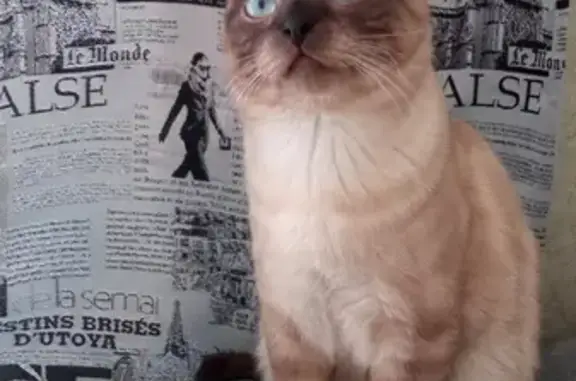 Кошки потеряшки, Новосибирск, фото: Потеряшка кот Томас на улице Толстого, Новосибирск!