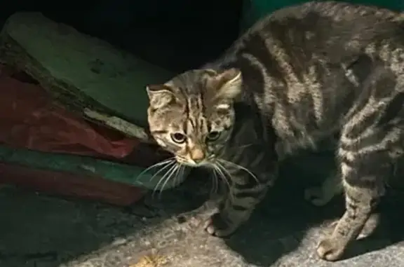 Пропала кошка Тима в Черемхово, ул. Орджоникидзе, 11