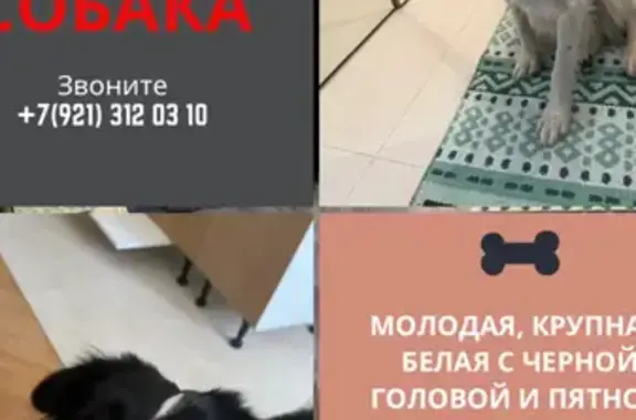 Найдена собака в СПб, ищем хозяев: ул. Парашютная, Приморский р-н