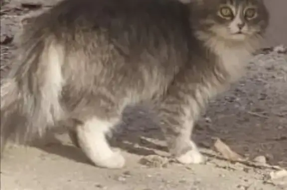 Найдена молодая кошка на Пушкинской, Оренбург