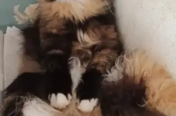 Кошки потеряшки, Санкт-Петербург, фото: Потеряшка трёхцветная кошка на Лётчика Пилютова, СПб