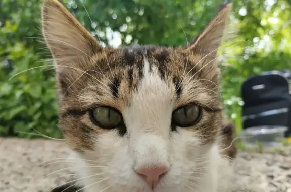 Найдена кошка на Пензенском бульваре, возраст около года.
