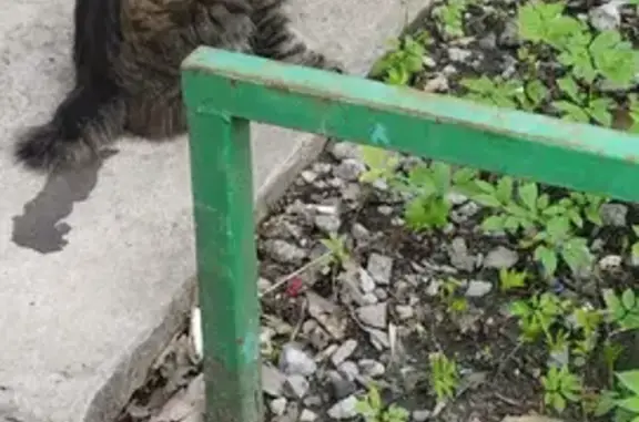 Найдена кошка на Козленской, помогите спасти семью 🙏