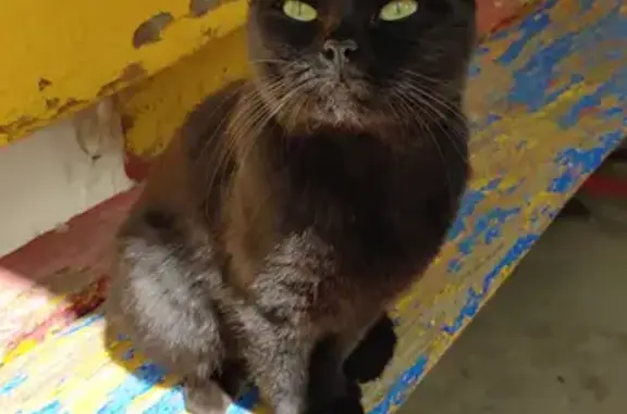 Найдена кошка на ул. Гороховцев, 18 в Волгограде