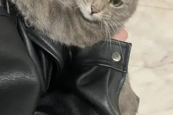 Найдена серая кошка с зелеными глазами в метро Окская, Москва