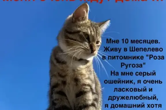 Пропал кот Котик Марс в Шепелёво, Ленинградская область