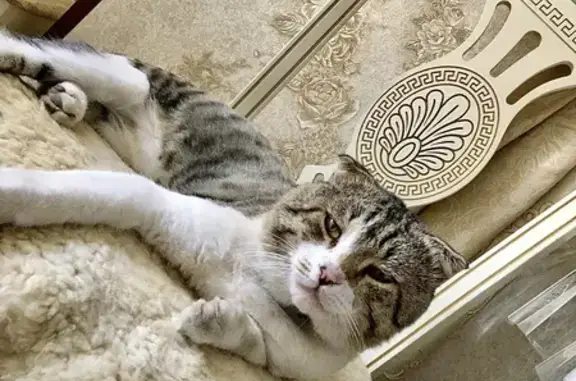 Пропала кошка в Каспийске, адрес для возврата указан