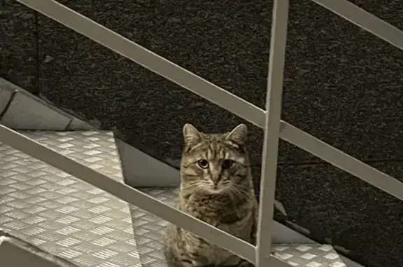 Найдена кошка на Павловской, Москва