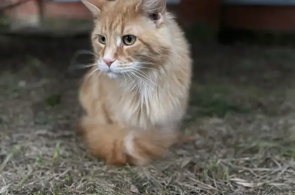 Пропал котик в поселке НИИ РАДИО (Московская область)