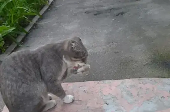 Найдена кошка на улице Некрасова, 12 в Белгороде