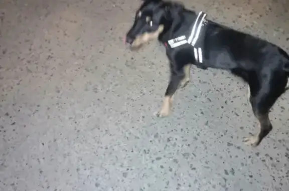 Собака найдена на улице Пушкина, 78А, Саранск.