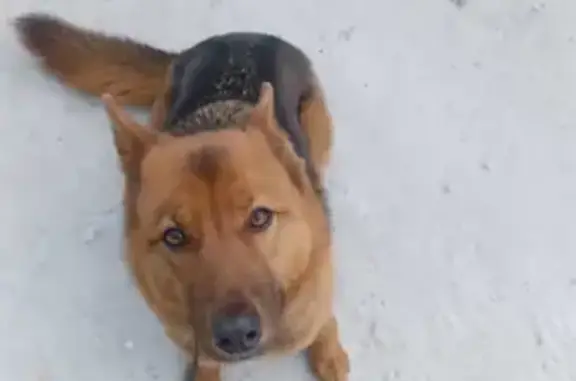Пропала собака Кира на улице Крылова, 40 в Абакане