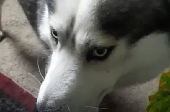 Потерянные животные Краснодар, фото: Пропали две хаски и тойчик на Красной, 64, Краснодар