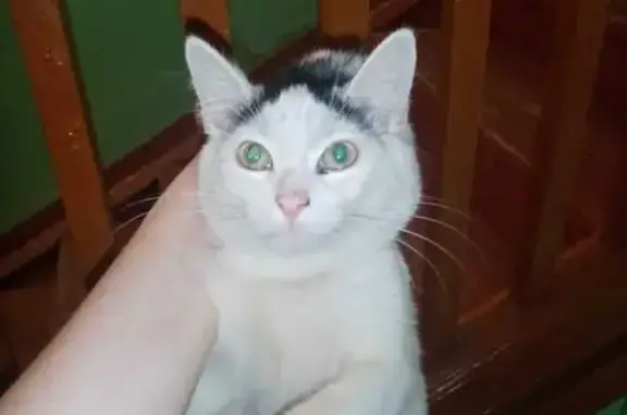 Найден котенок на улице Рыкачёва, 11 в Ярославле