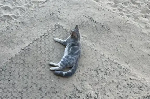 Пропала британская кошка на улице Бутякова, 18