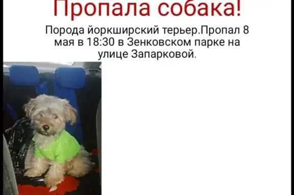 Пропала собака на Кемеровской, ул. 61, Мальчик, пепельный окрас