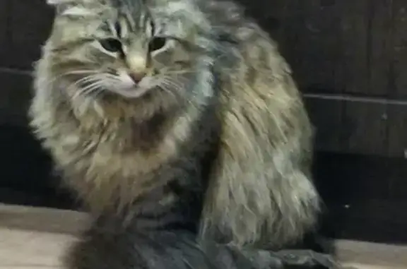 Крупная кошка с колтунами на бульваре Энтузиастов, Тамбов