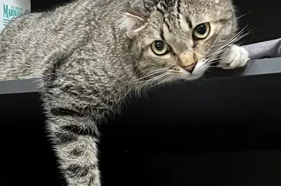 Кошки потеряшки, Ярославль, фото: Потеряшка кот в поселке Смоленское, Ярославль