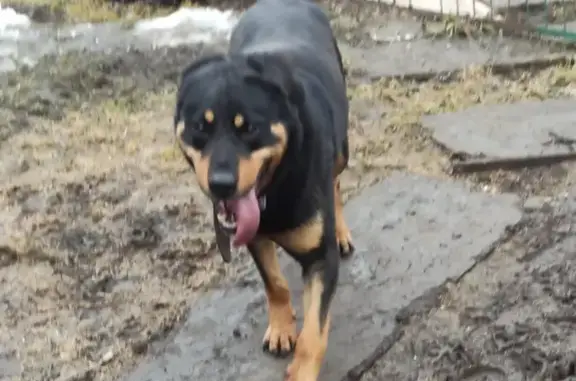 Пропала собака Бой на улице Садовских 12, Рыбинск