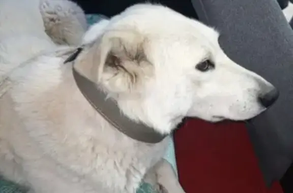 Пропала собака в Грязовце с зелёным ошейником