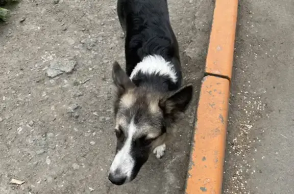 Найдена собака на улице Барбюса, 79 в Челябинске