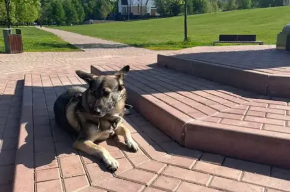 Собака на Малахитовой ул. у памятника в Ростокино