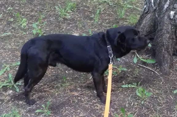 Собака на Радужной, Москва: черный метис с белой полосой