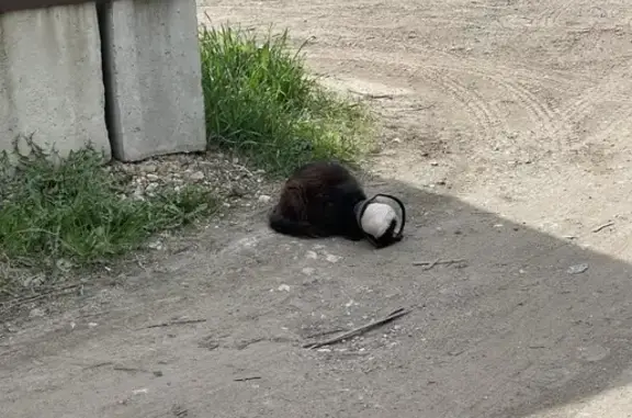 Больной котик найден в Московской области