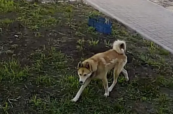 Найдена собака в Кулешовке, Липецкая область