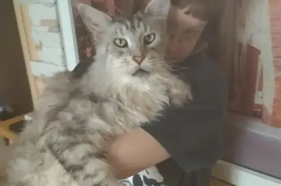 Кошки потеряшки, Смоленск, фото: Потеряшка кот в районе 21 школы, ул. Зои Космодемьянской (89206677388)