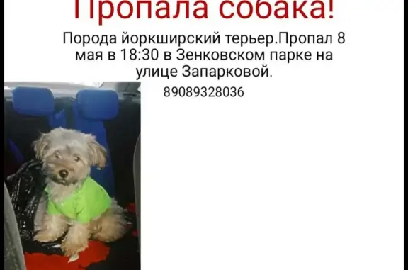 Пропала собака в Прокопьевске