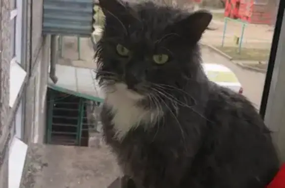 Пропала кошка: серый кот, 4 года, ул. Декабрьских Событий, 92