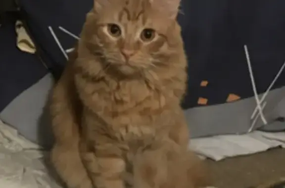 Кошки потеряшки, Санкт-Петербург, фото: Потеряшка кошка на Черняховского, 35/7, СПб