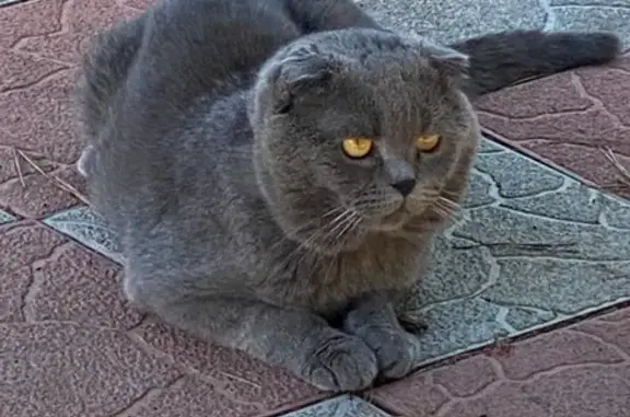Пропал серый кот в Крыму, помогите найти!