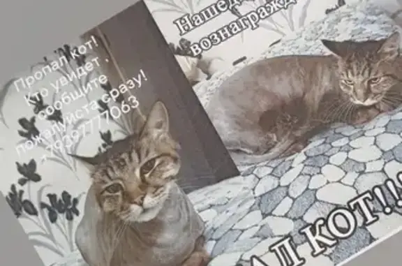 Кошки потеряшки, Тольятти, фото: Потеряшка кошка на ул. Мира, 61 в Тольятти