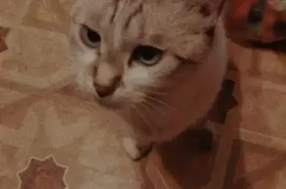 Пропала кошка на Фурманова, 47 в Саранске